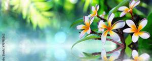 Adobestock 79710362 Preview